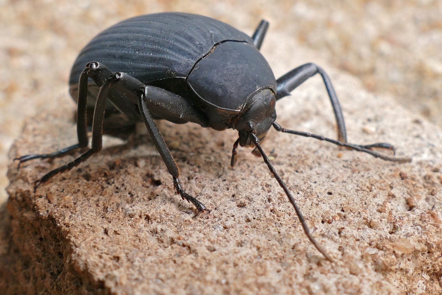 Darkling Beetle photo