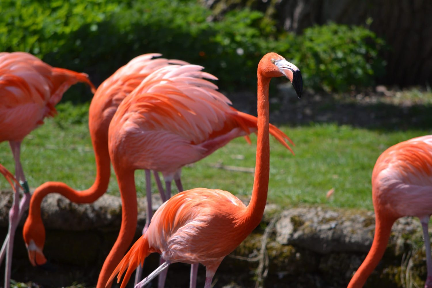 Bahamas Resort Is Hiring A Chief Flamingo Officer - Simplemost