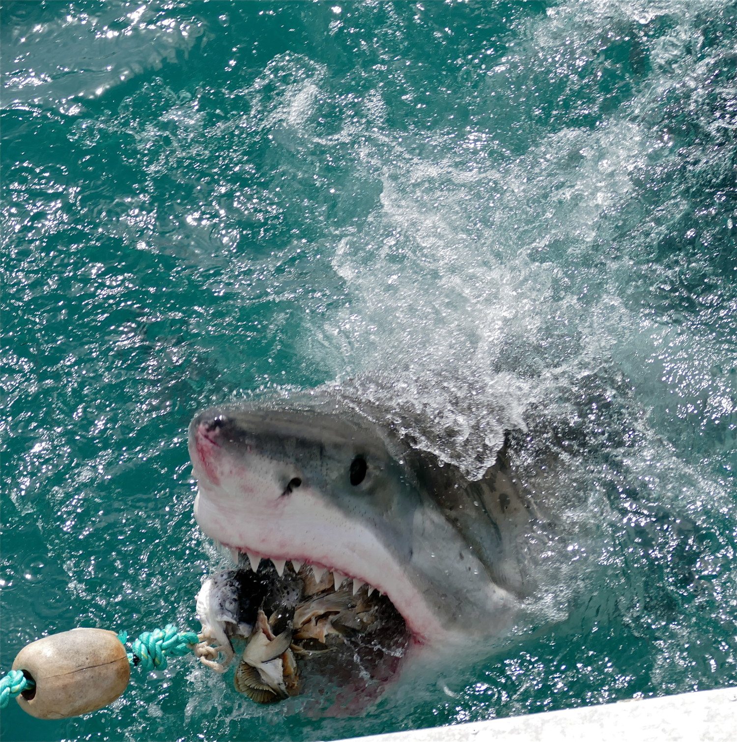 shark attack photo