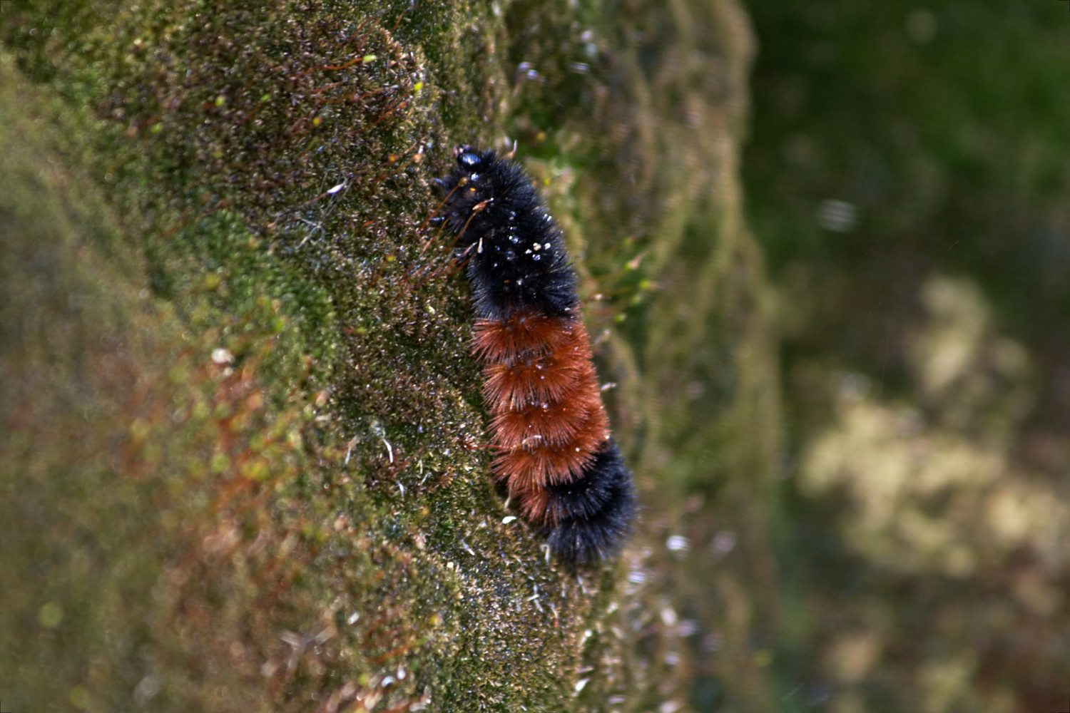 Banded Wooly Bear Caterpillar photo