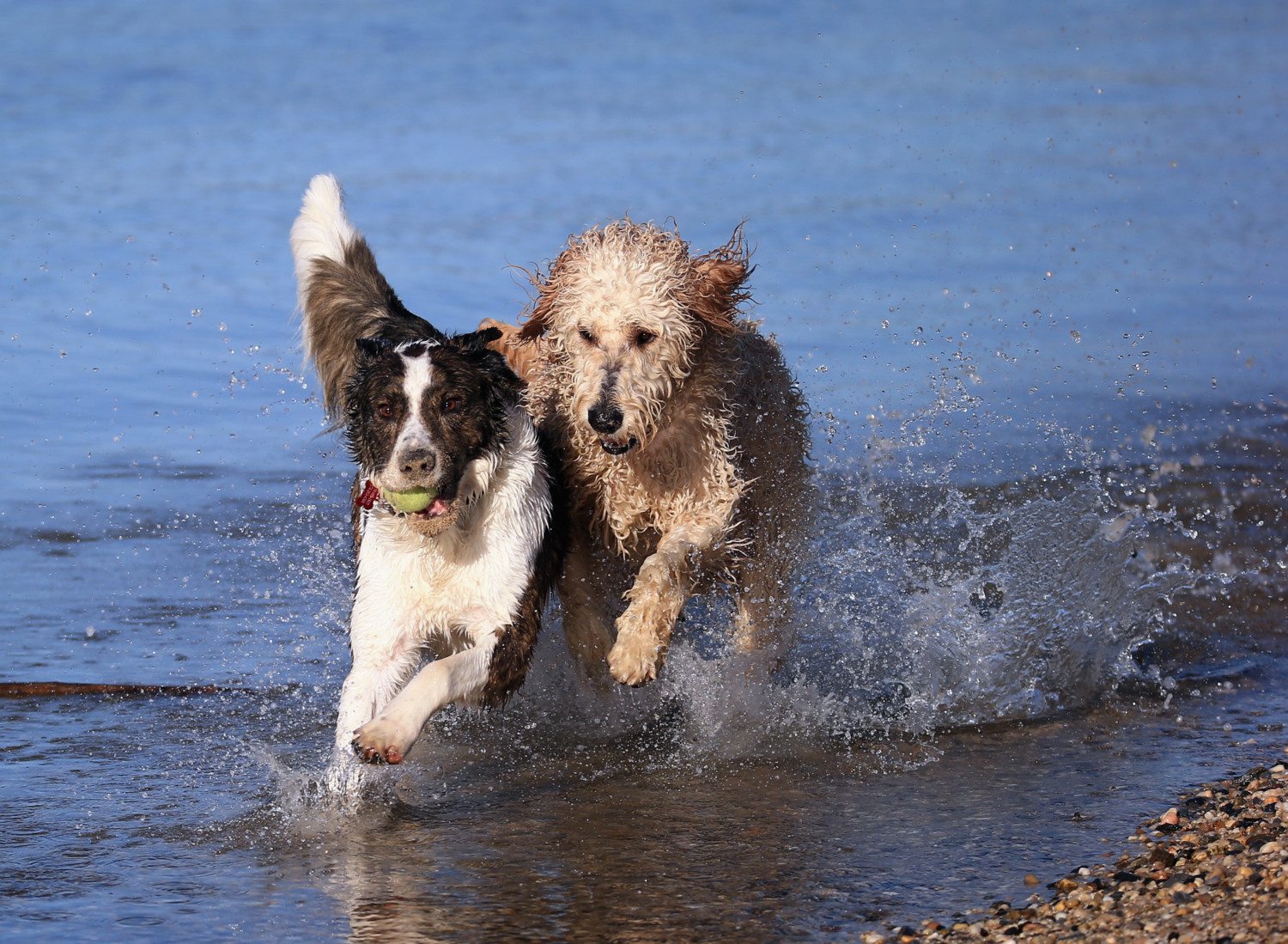 Dogs at Play