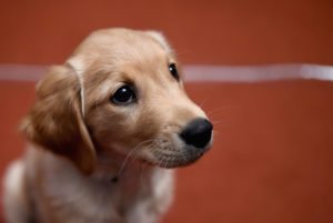 American Kennel Club Presents The Nation's Most Popular Breeds Of 2015