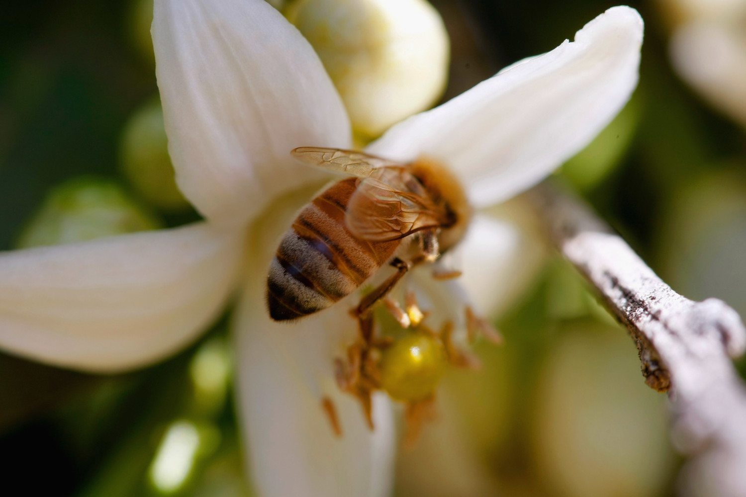 bee flower photo