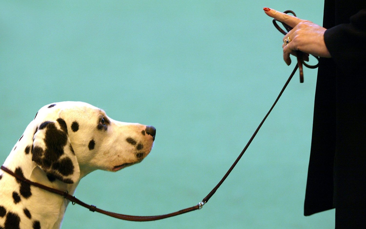 dog leash photo