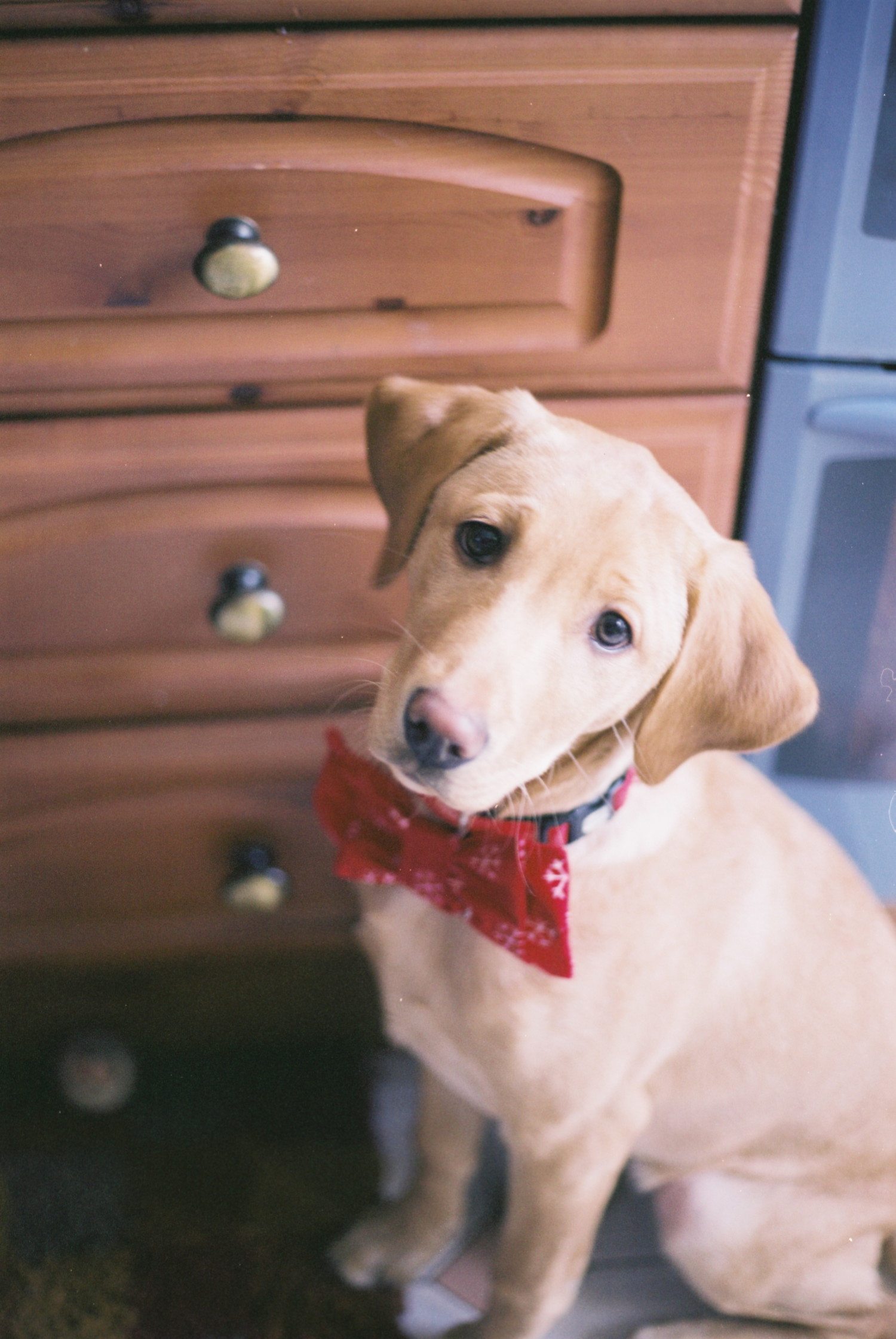 dog bow tie photo