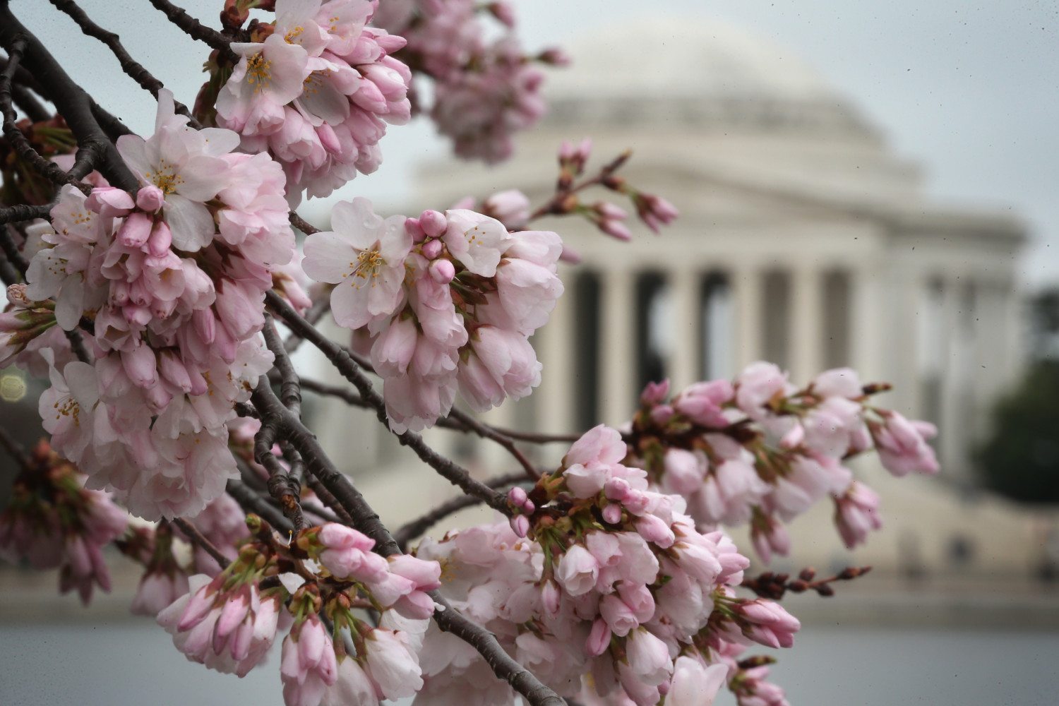 Washington D.C.'s Cherry Blossoms Begin To Bloom