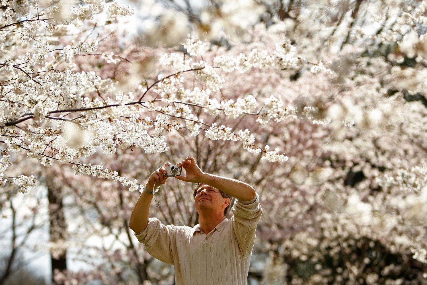 national cherry blossom festival photo
