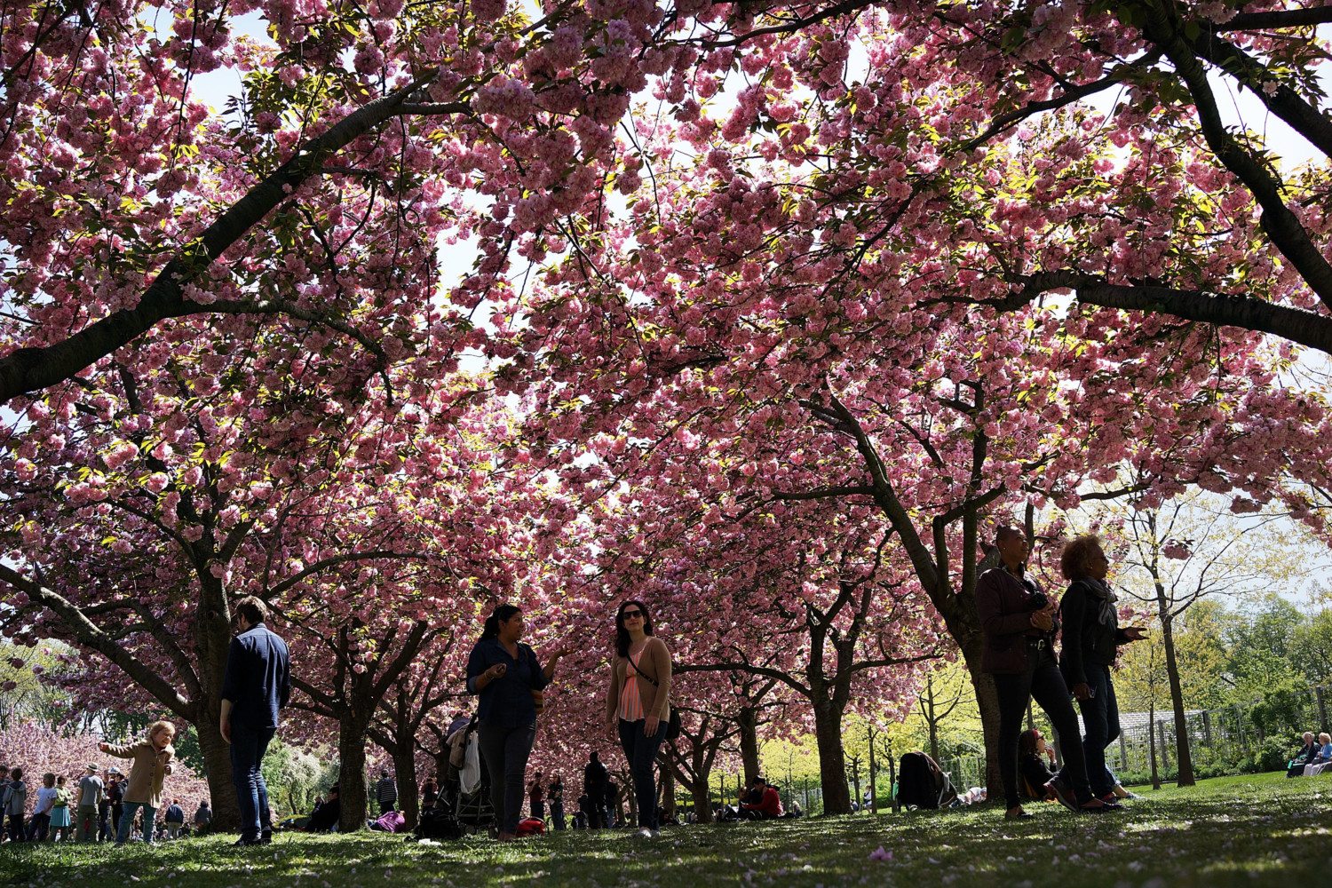 cherry blossom brooklyn photo