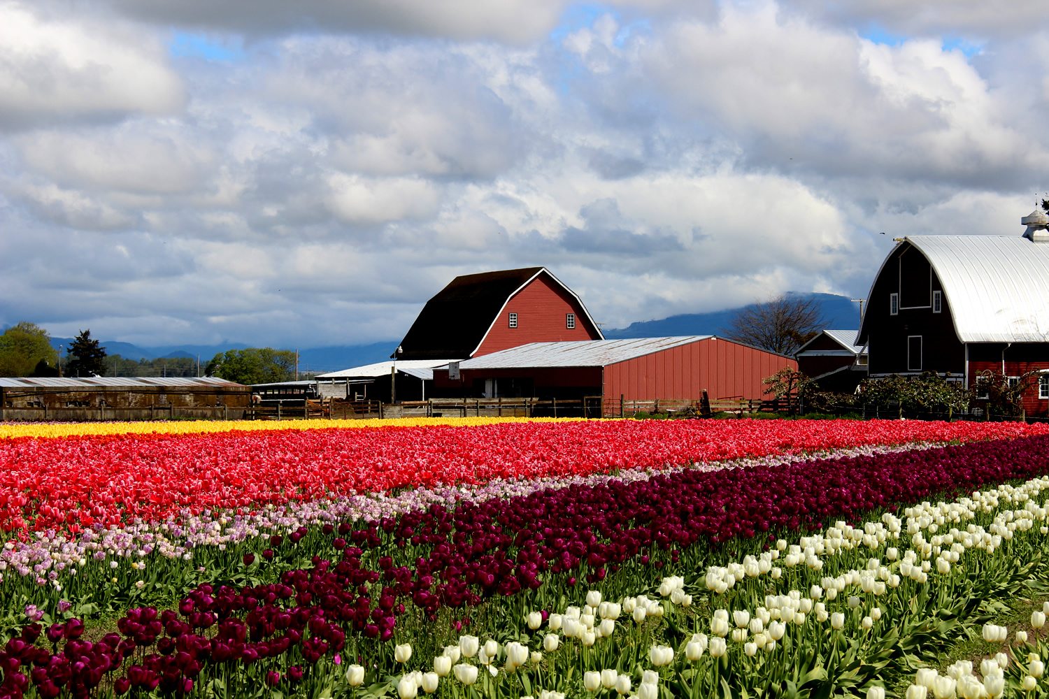 Skagit Valley Tulip Festival photo
