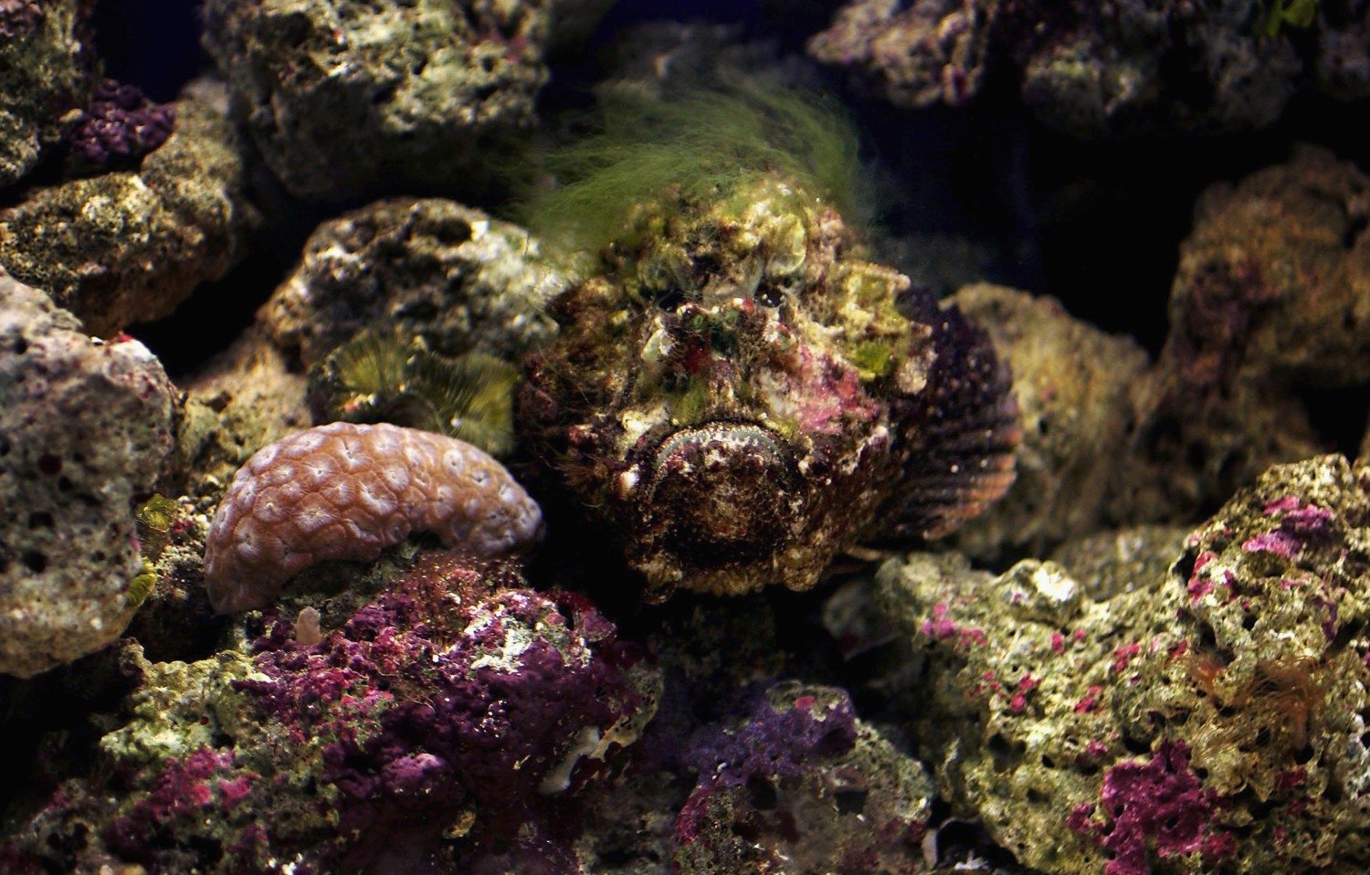 stonefish photo