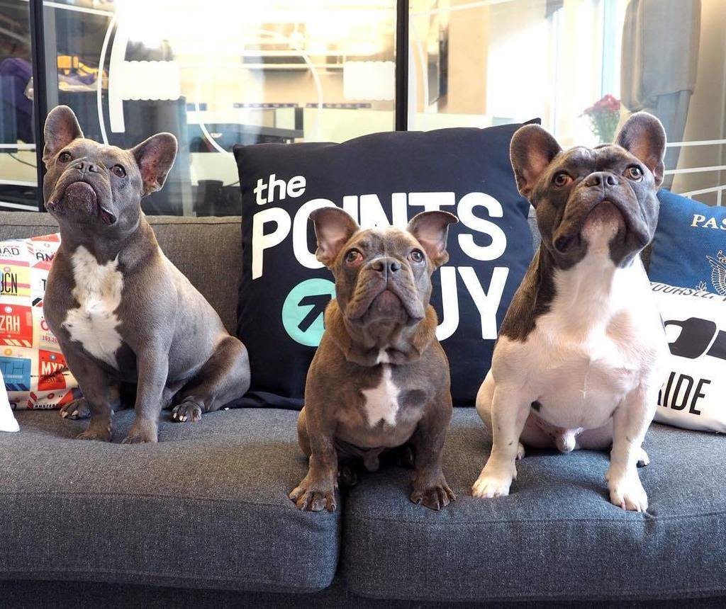 The Points Pups