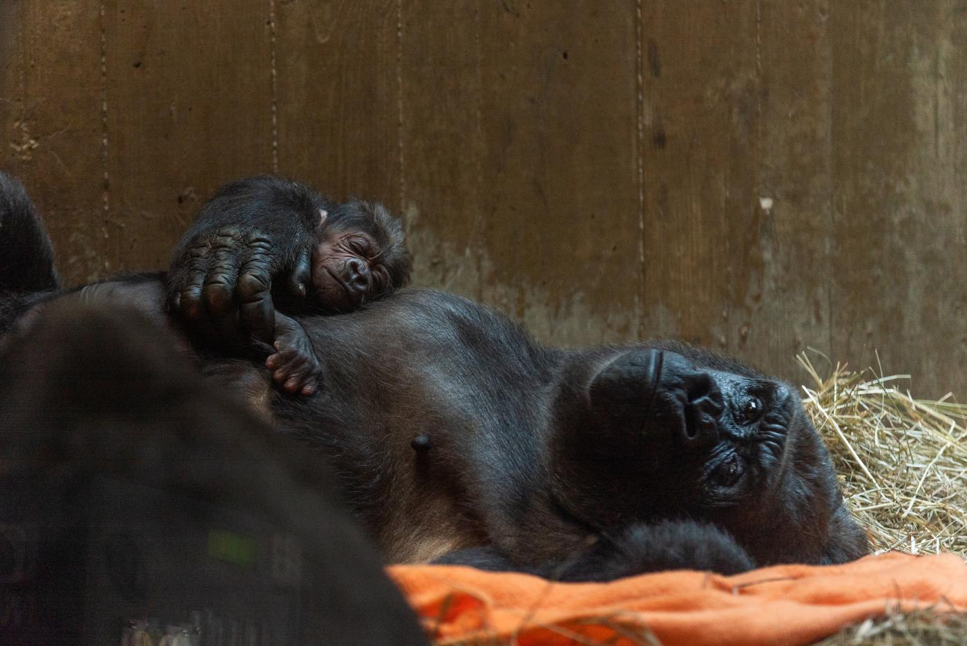 This video of a gorilla mom with her newborn gorilla baby will melt your  heart
