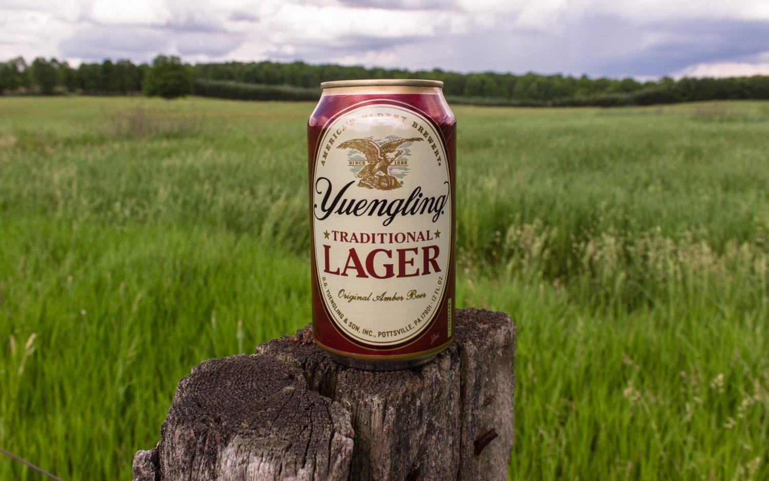 Yuengling Lager photo