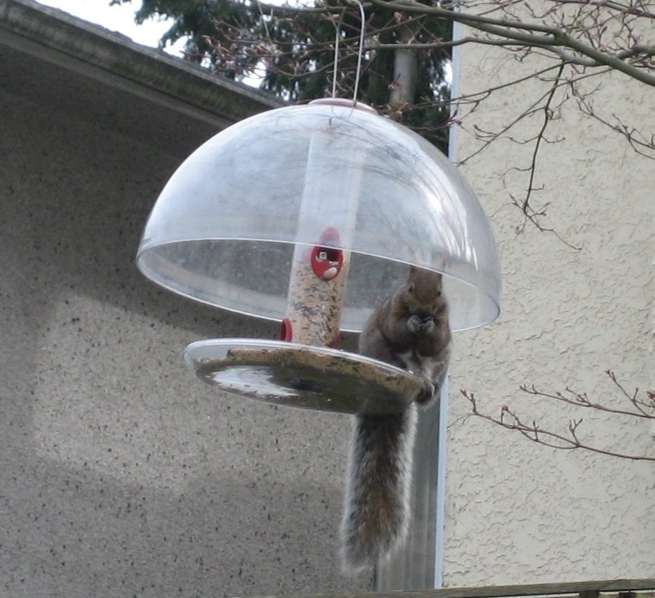 squirrel birdfeeder photo