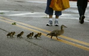 Ducklings Cross Street