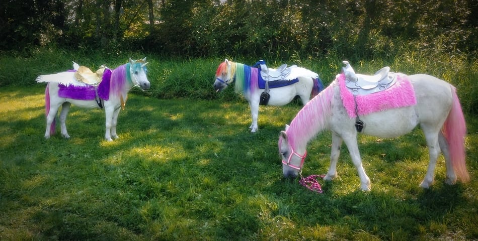 You Can Rent These Awesome Unicorn Ponies For Your Next Party