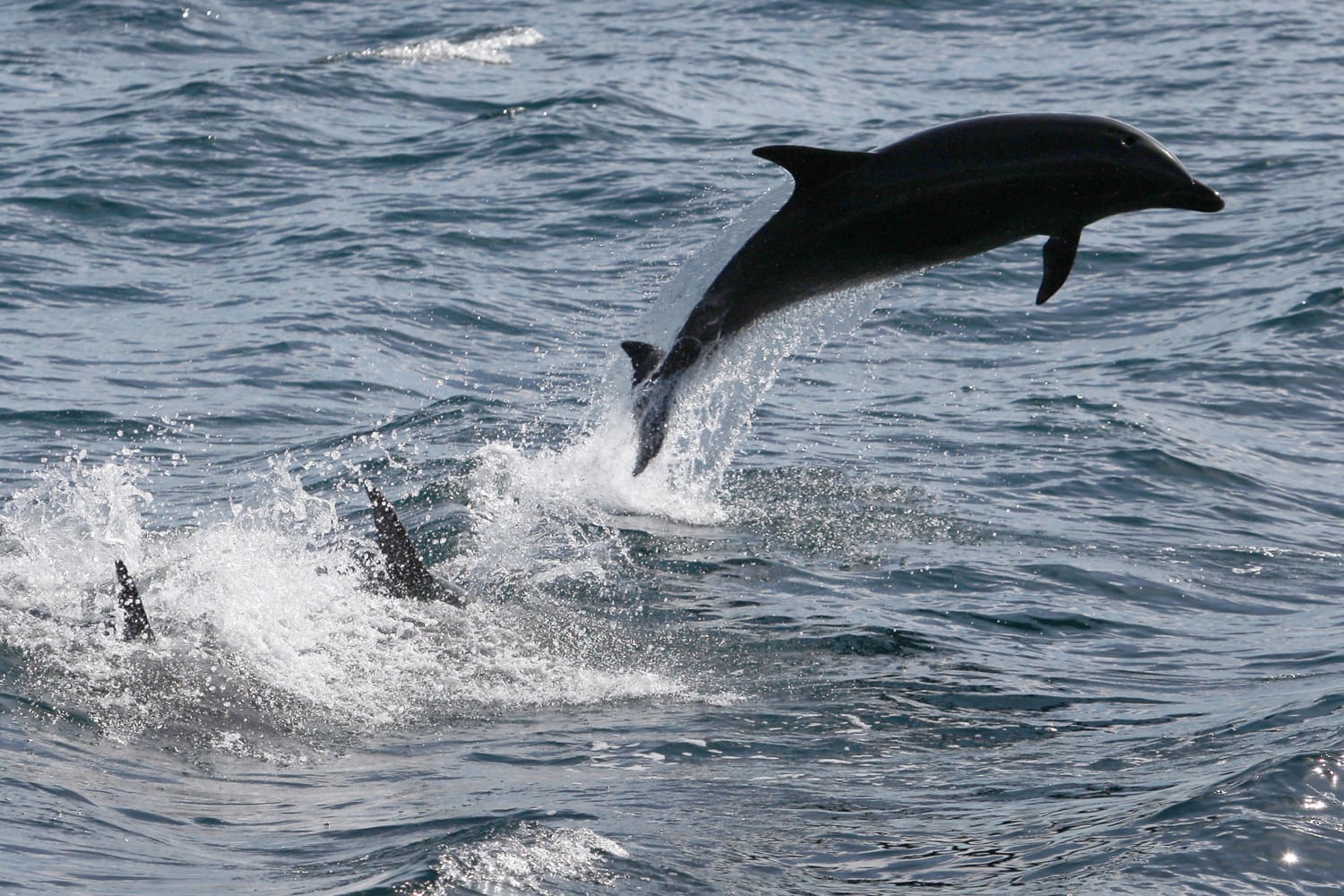 dolphin jump photo