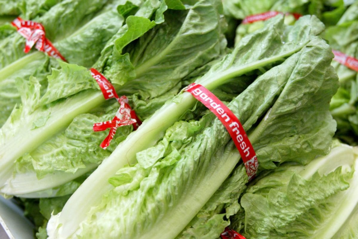 Traces Of Toxic Chemical Found In California Lettuce