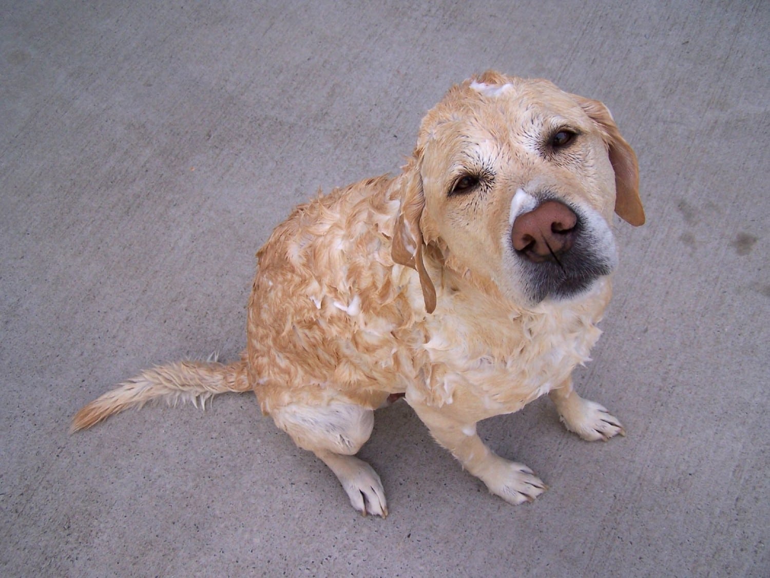 dog bath photo