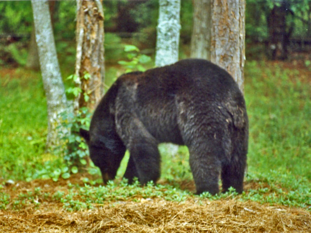 black bear photo