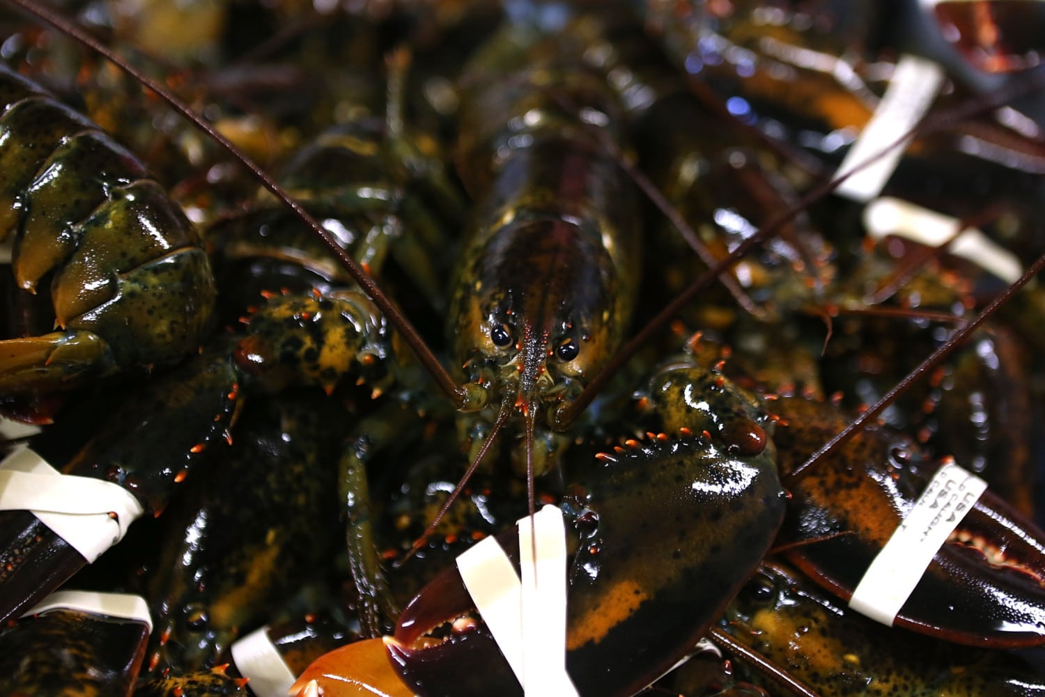 maine lobster photo