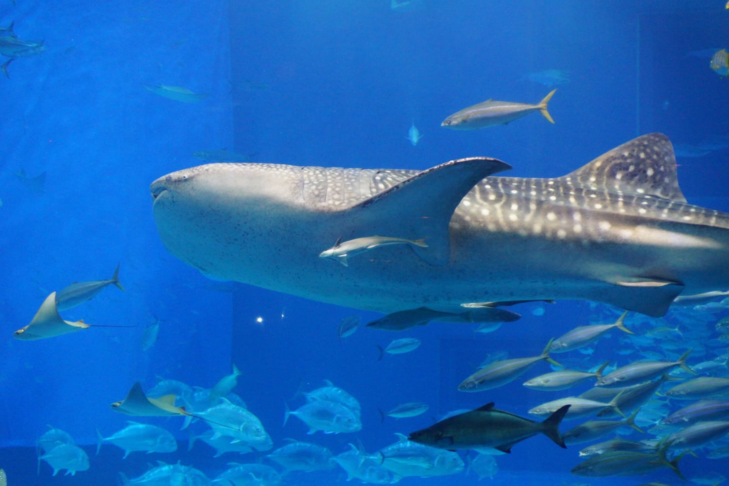 whale sharks photo