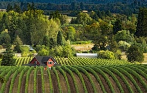 Willamette Valley Wine Country