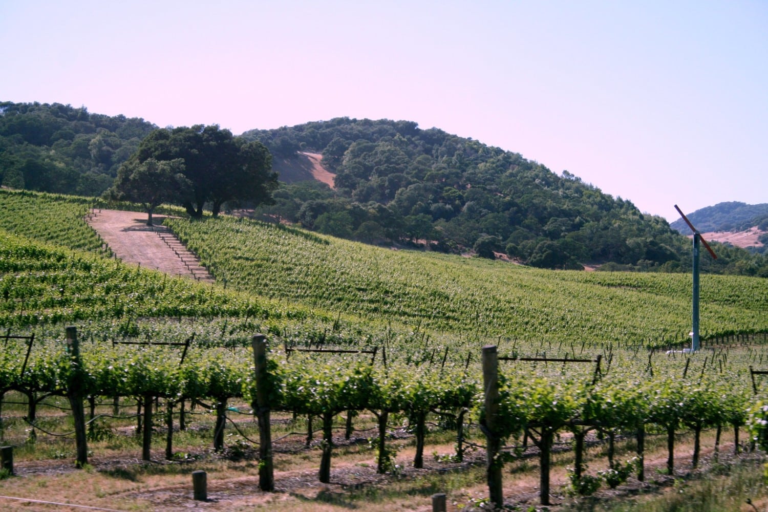 vineyards photo