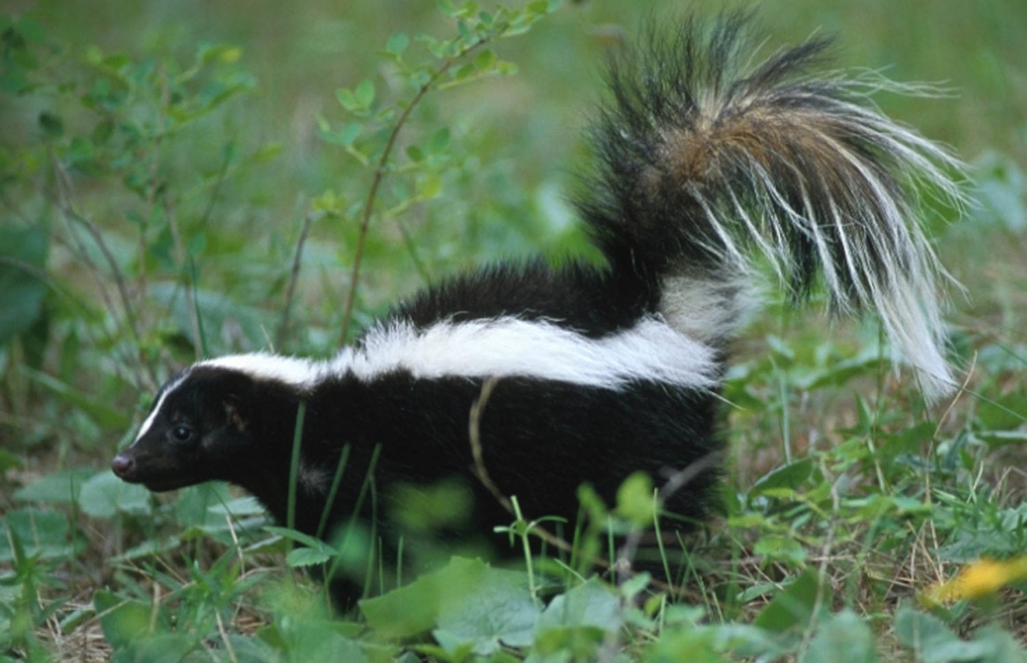 skunk photo