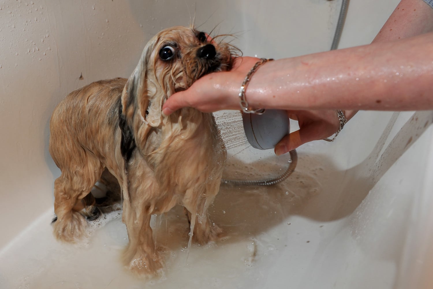 dog wash photo