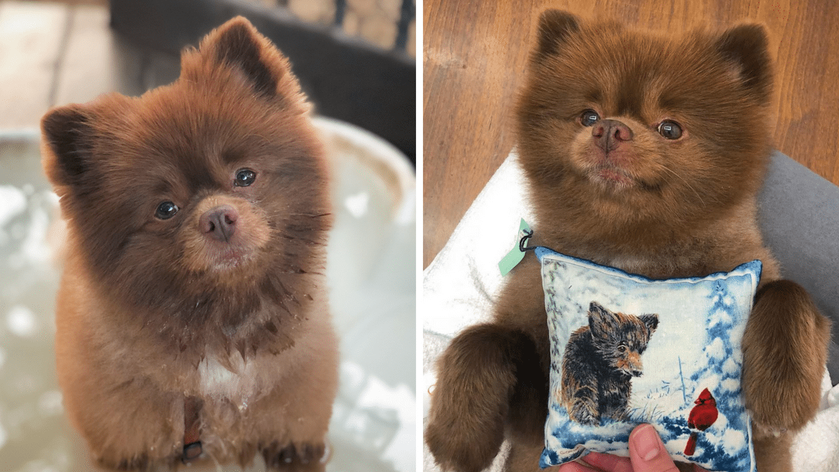 Chocolate Pomeranian Rescue Dog Looks 