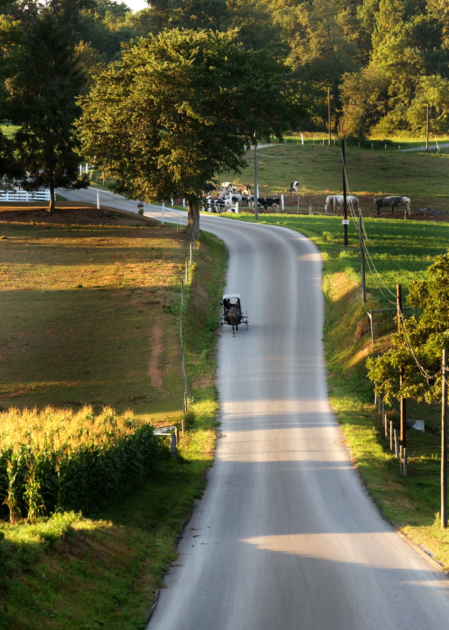 amish horse and buggy photo