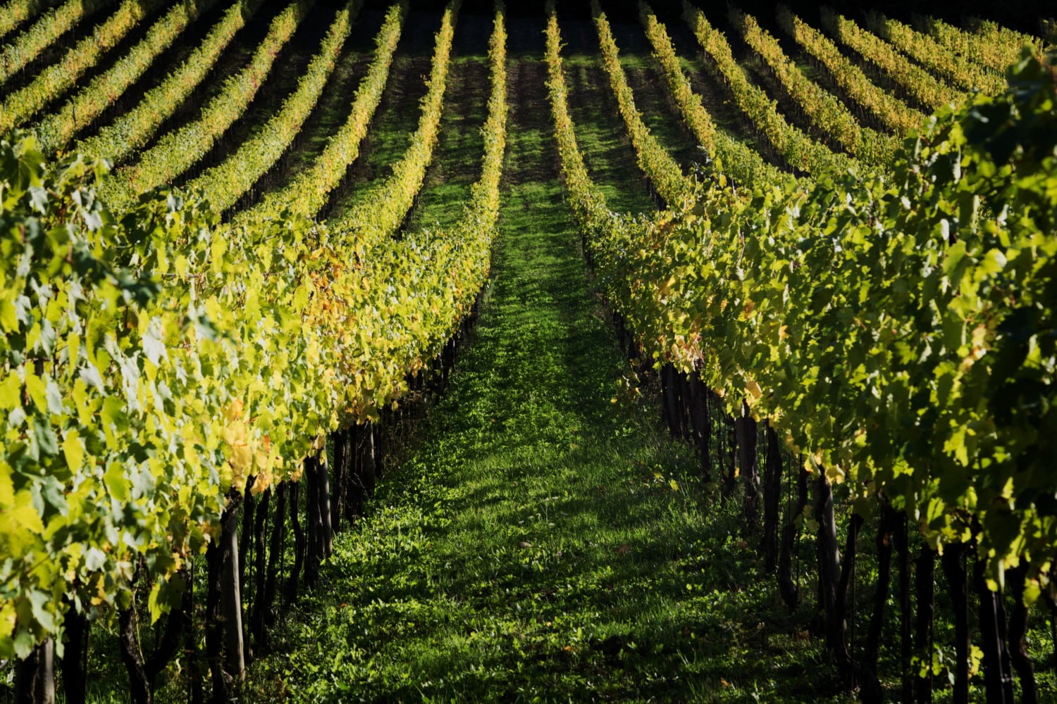vineyard wine photo
