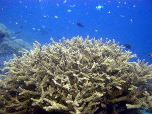 Clam Garden Coral Reef