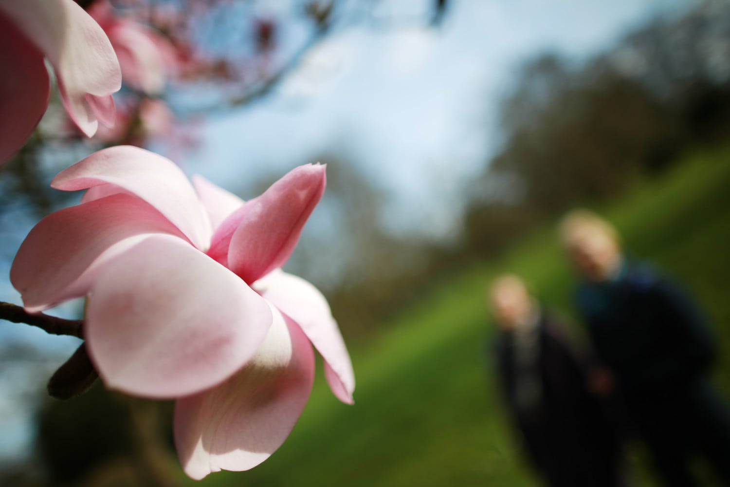 magnolias photo