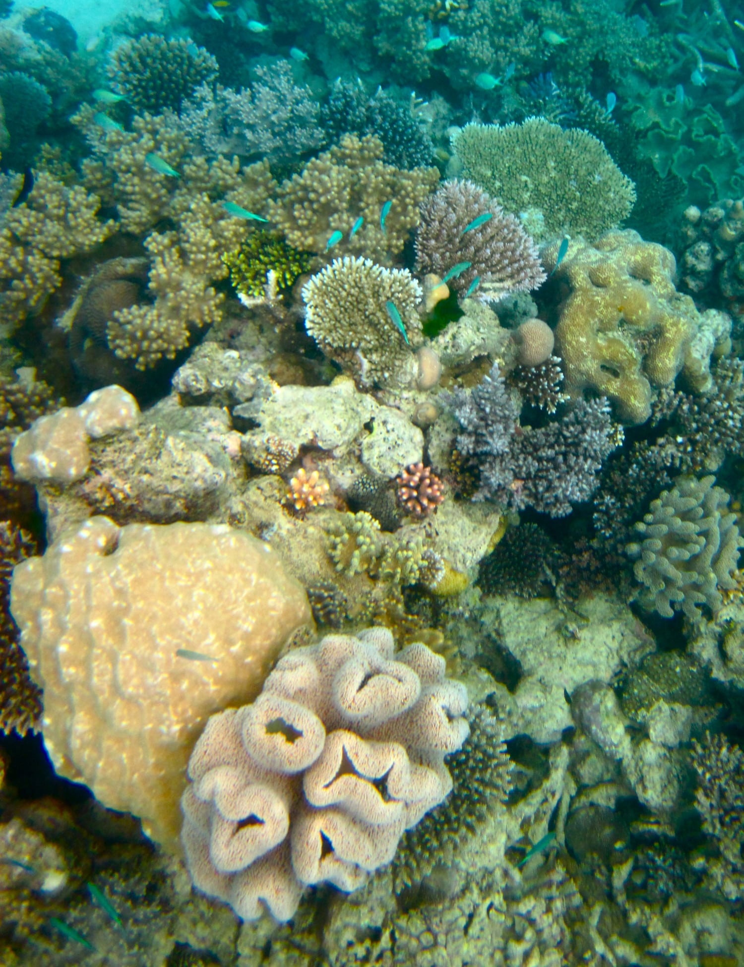 reef photo