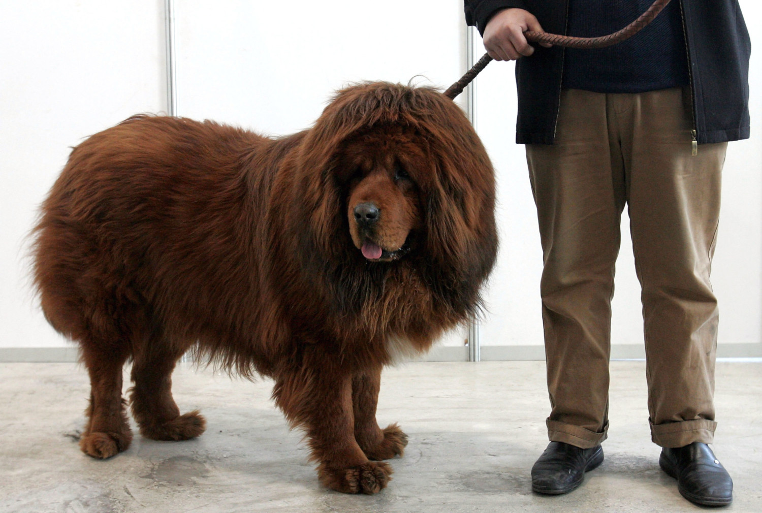 A Tibetan Mastiff Exposition Held In China