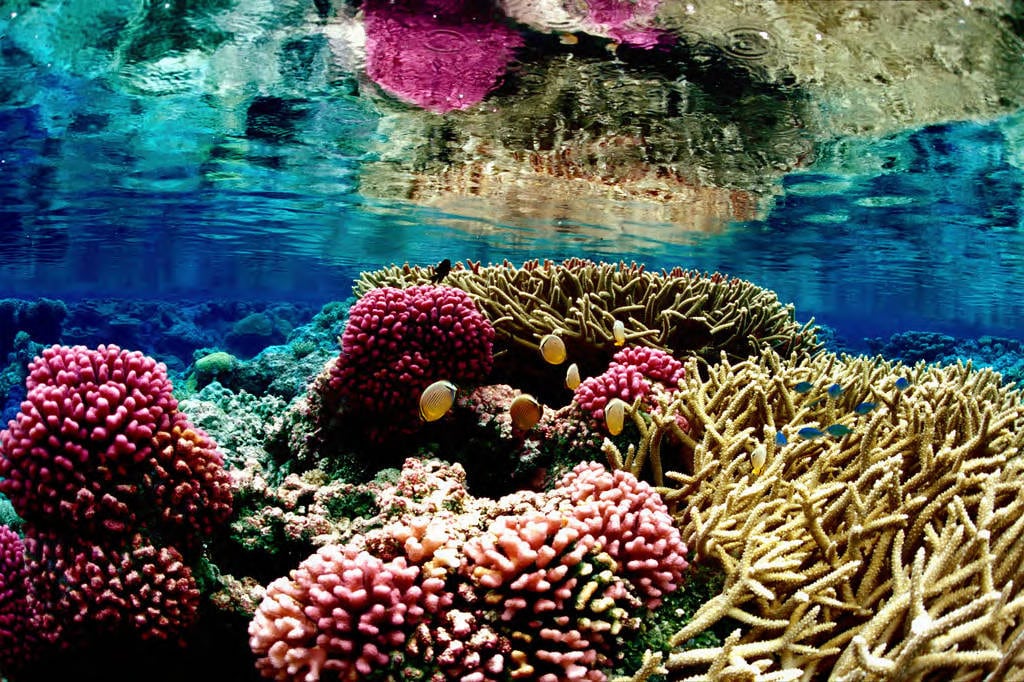 coral reef photo