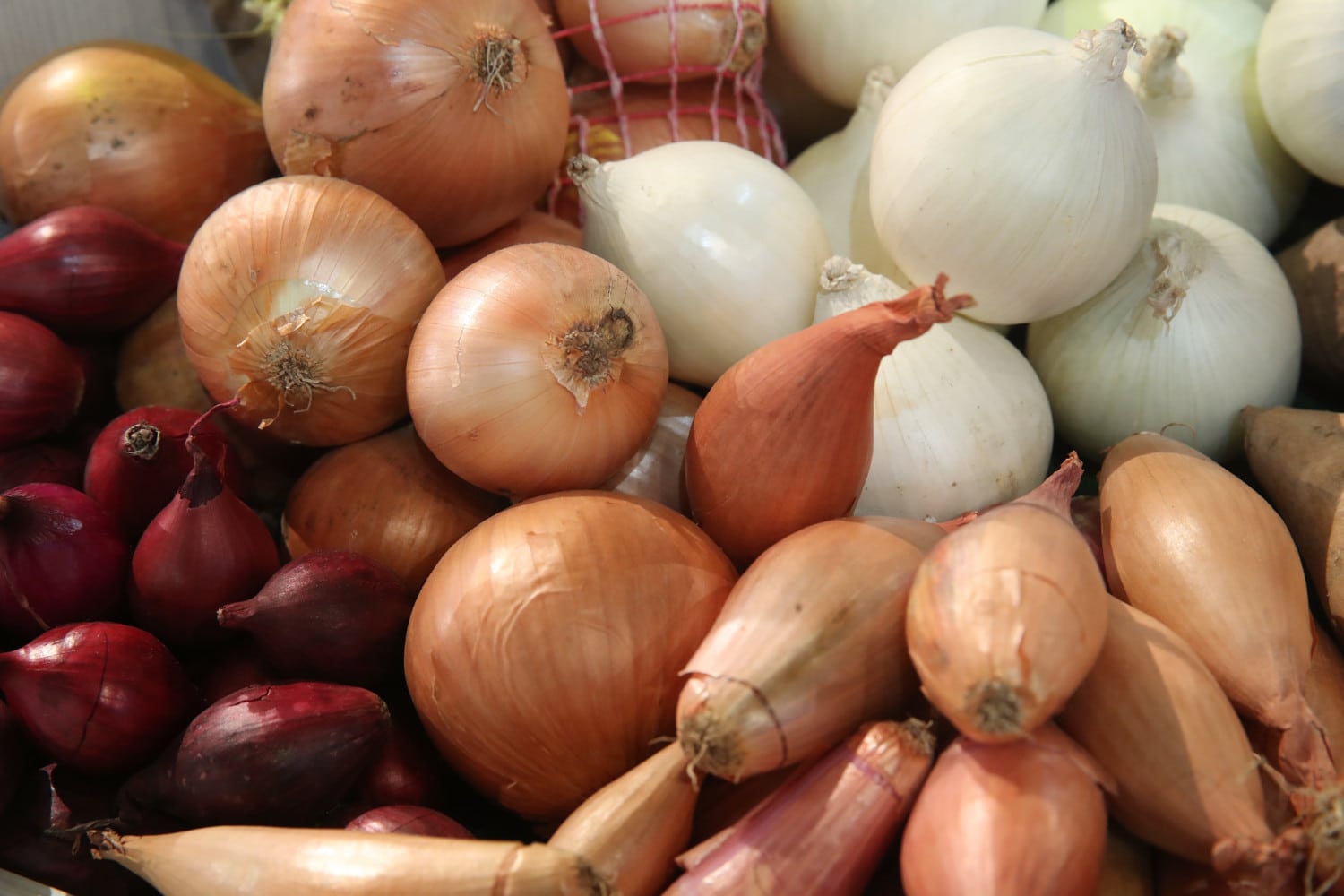 10 Different Types Of Onions And When To Use Them Simplemost,Recipe For Oxtails