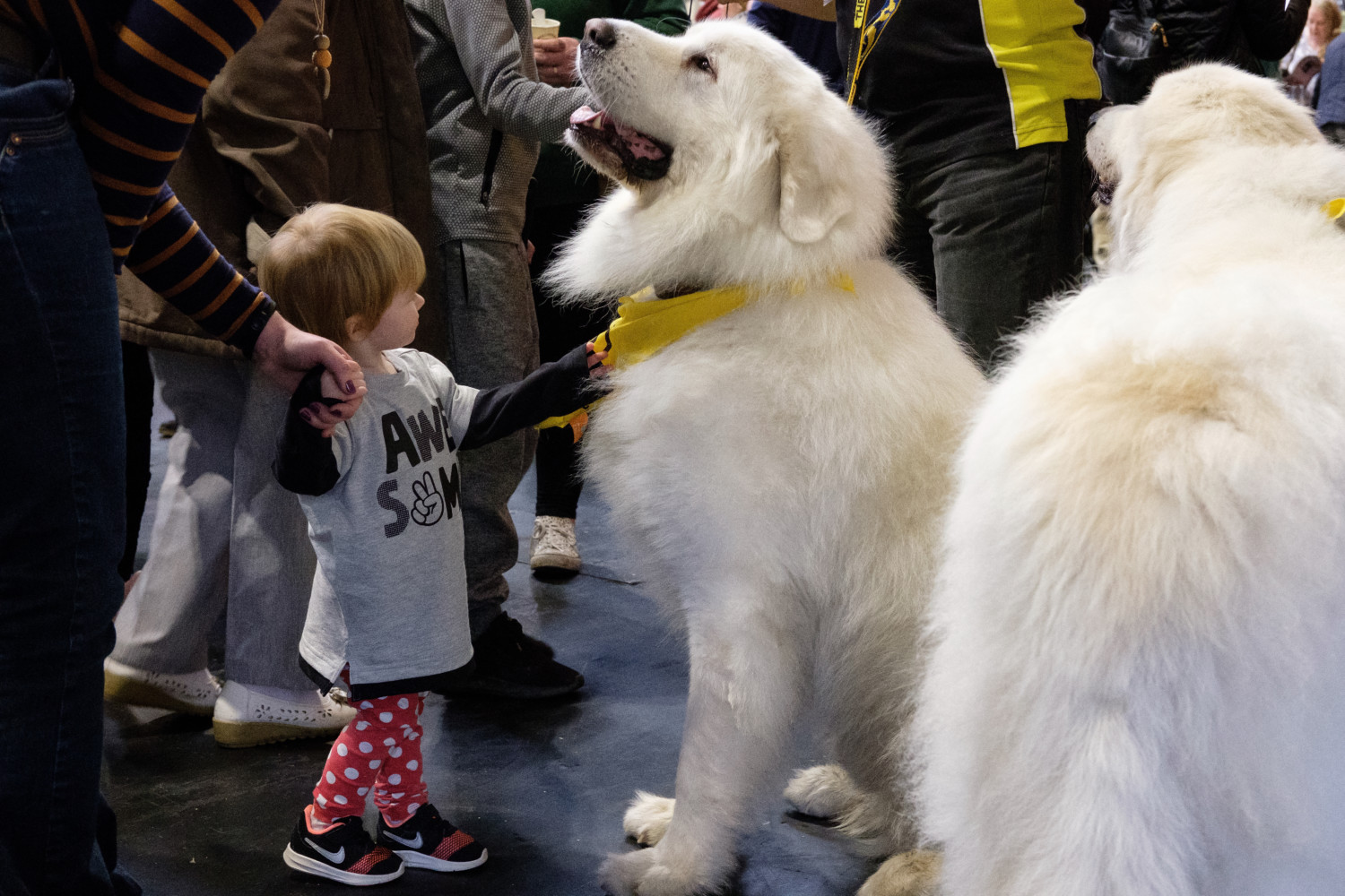 Great Pyrenees photo