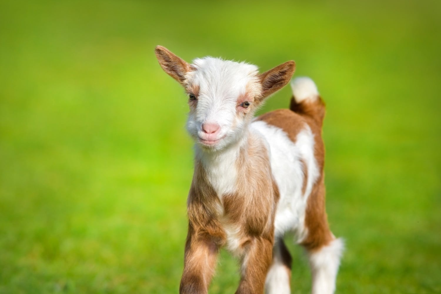 Cute baby goat kid who appears to be smiling