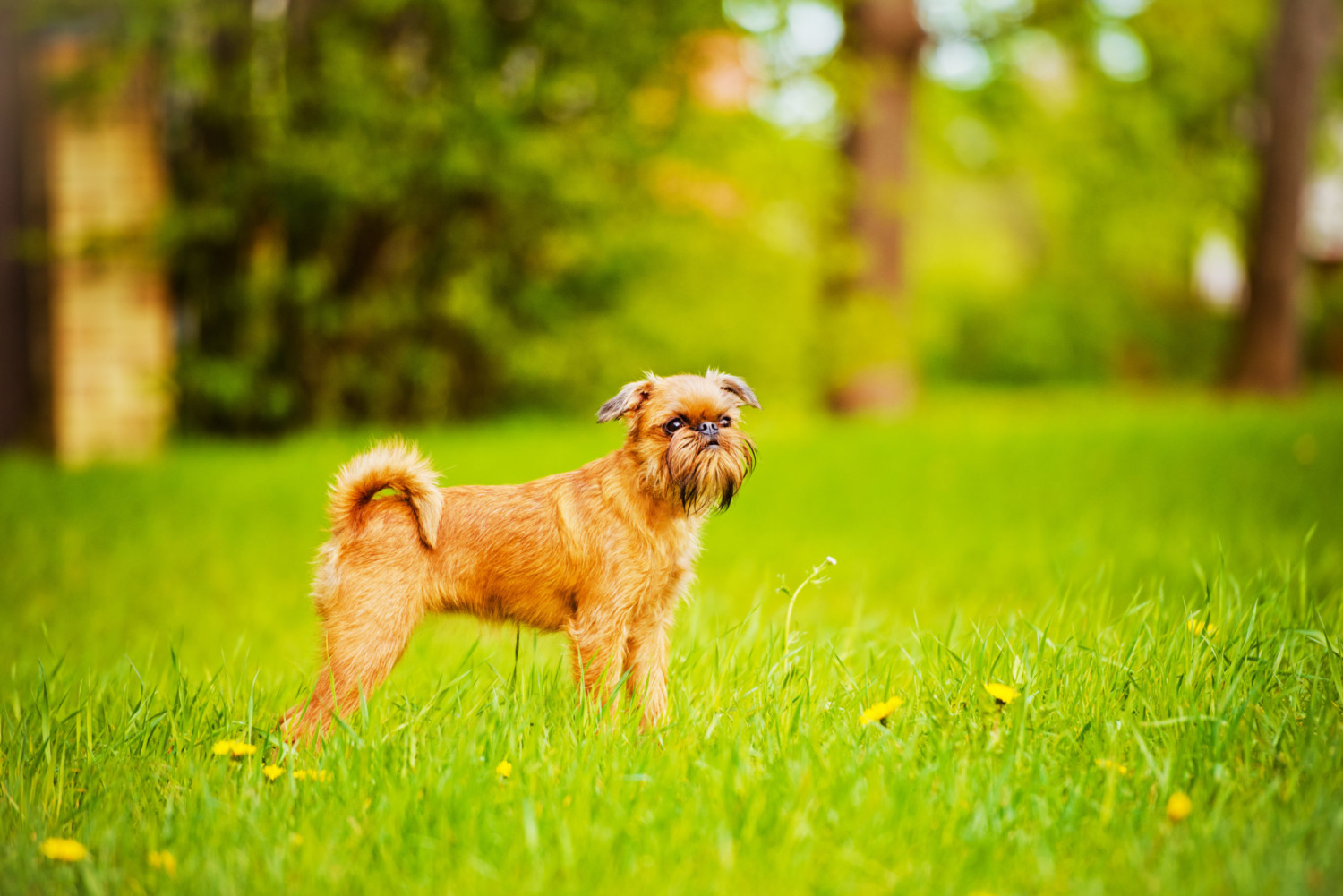 calm relaxed dog breeds