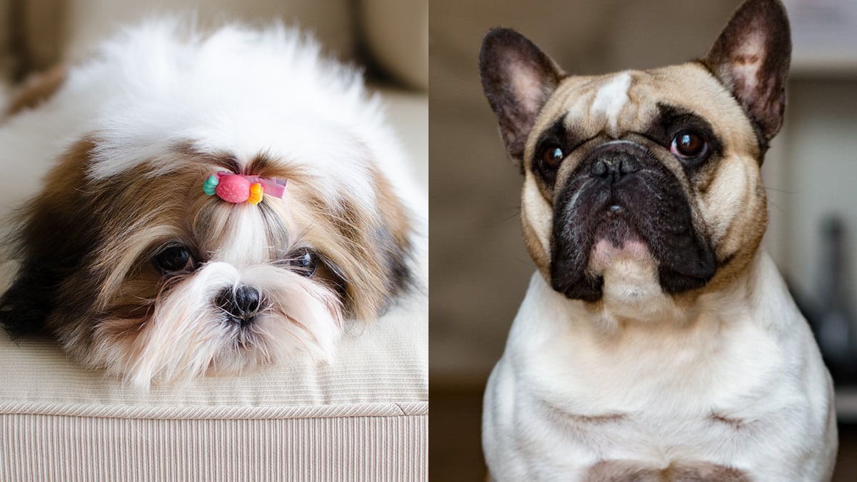 25 Low-Maintenance Dog Breeds for People with Super-Hectic Lives - PureWow