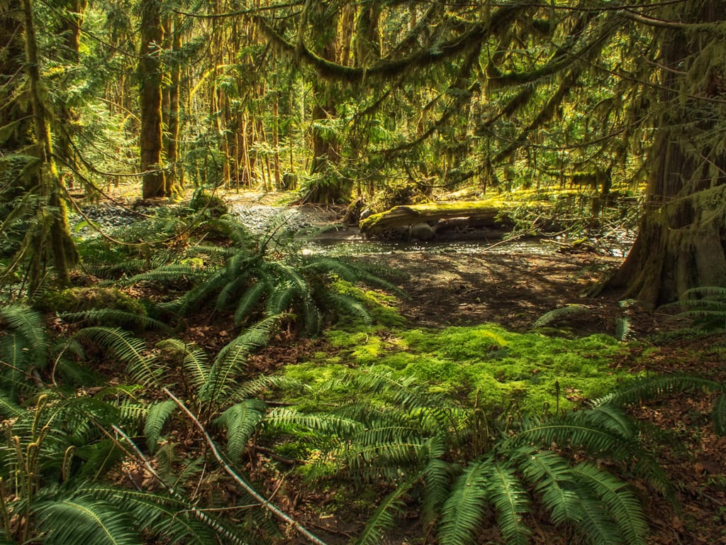 pacific northwest forest photo