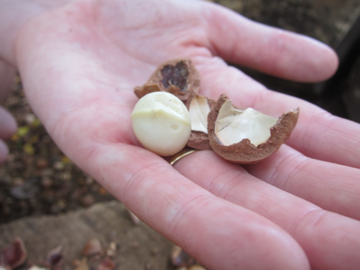 macadamia nuts photo