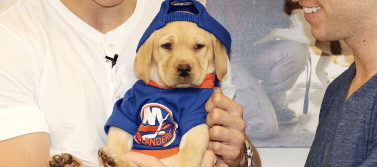 new york islanders dog jersey