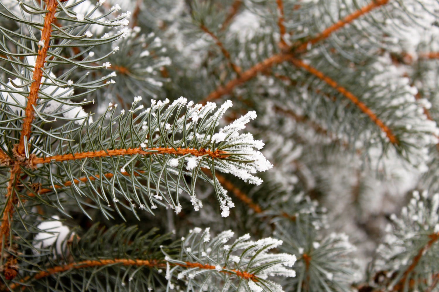Frost Covered Pine Tree Needles