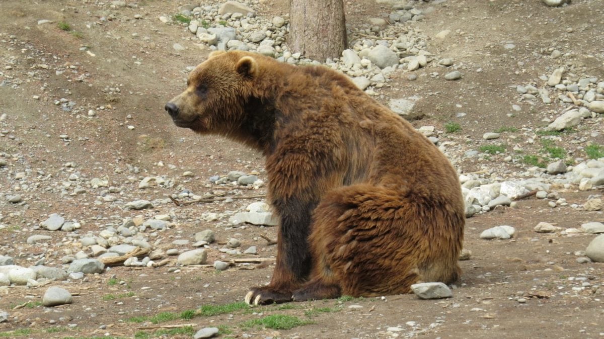 Brown Bear Sitting