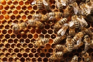 Beekeepers Report Higher Loss Rates In Bee Populations