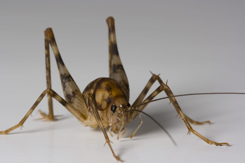 Spider Crickets And How To Get Rid Of, Cave Crickets In My Basement